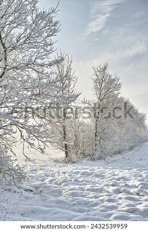 Forest, winter and snow with trees and nature, landscape and cold weather with scenic view. Frozen, ice and natural background in woods for travel or tourism, location or destination in Denmark
