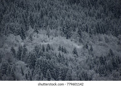 Forest in Winter with snow-capped trees