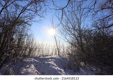 Forest Winter Sun Rise Field Grass