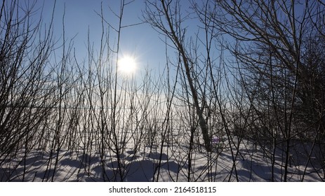 Forest Winter Sun Rise Field Grass