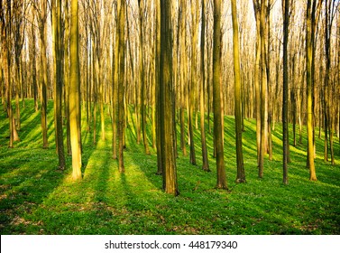 forest without leaves in early spring - Shutterstock ID 448179340