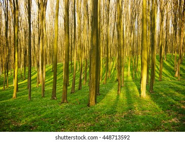 forest without leaves in early spring - Shutterstock ID 448713592