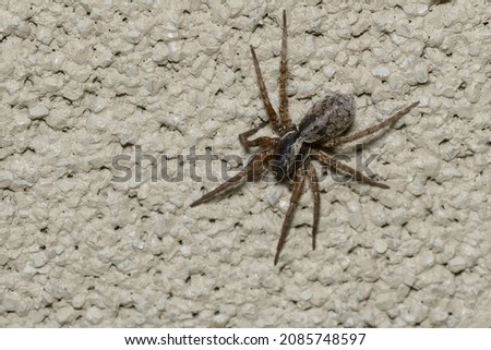 Similar – Image, Stock Photo Close-up of a spider