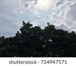 Forest  Woods, Trees under cloud Sky Day.