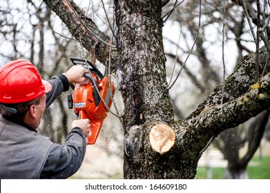 Forest worker cutting trees with gasoline powered chainsaw