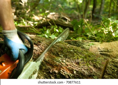 forest worker cutting the trunk in the forest with chainsaw