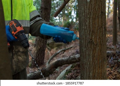 forest worker drilling tree by injecting chemical substance to kill trees in the forest