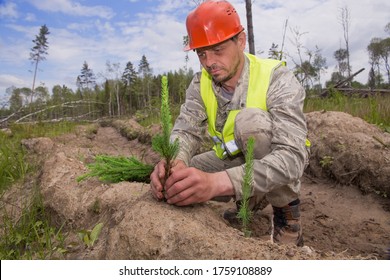 Forest Worker Planting Seedlings Of Trees. Forestry And Afforestation. A Forester In A Work Vest And Hard Hat Is Engaged In Forest Planting.