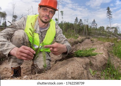 Forest worker planting trees at the site of the cut down forest. A forester in work clothes points a finger at a seedling of spruce. The concept of reforestation after deforestation.