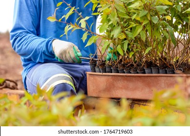 Forest worker preparing eucalyptus seedlings from the nursery to the plantation, wearing blue uniform and gloves