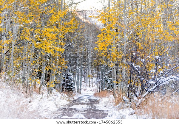 Forest yellow trees and path in snow in Aspen,\
Colorado USA maroon bells mountains in October 2019 and vibrant\
foliage autumn along\
road