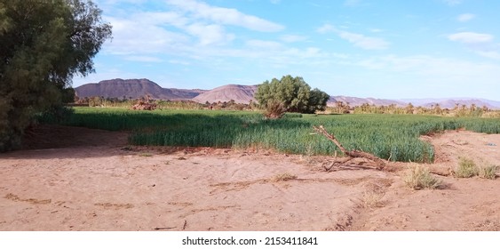 The Forest In Zagora Sahara Maroc