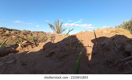 The Forest In Zagora Sahara Maroc