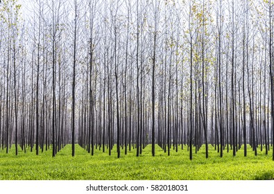 forestation of the forest in the Naini valley in India