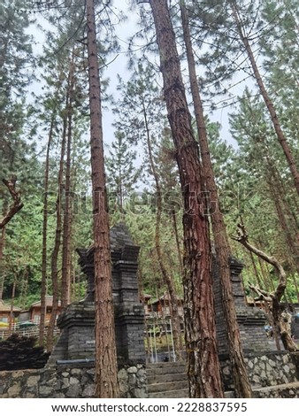 forestb urn among the pine trees