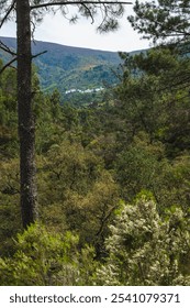 a forested landscape with a distant view of a small village nestled in the valley