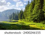 forested mountainous summer landscape. green scenery of synevyr lake in carpathian coniferous woods on a sunny morning. fluffy clouds on the bright blue sky