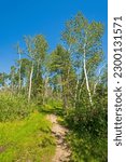 Forested Path Along the Shores of Lake Winnepeg in Hecla Grindstone Provincial Park in Manitoba