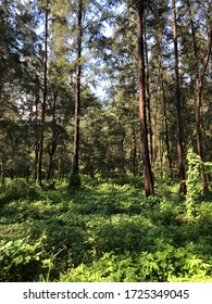 Forested Pathway At Coney Island In Singapore