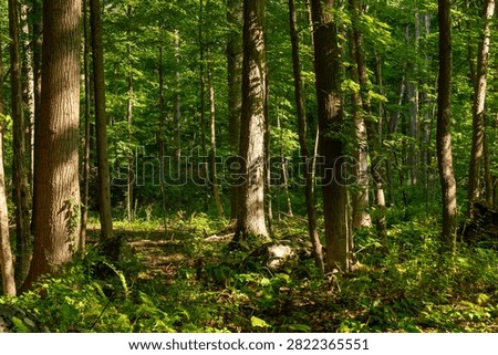 Forested section of the Deep Woods Trail at Crow's Nest Preserve in Pennsylvania, surrounded by mature trees and dense woodland.