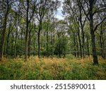 Forested woodland areas in summer UK Europe trees green and blooming