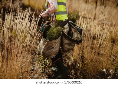 Forester With Bag Full Of Pine Seedlings. Man Working In Forestry Planting Trees In Deforested Land.