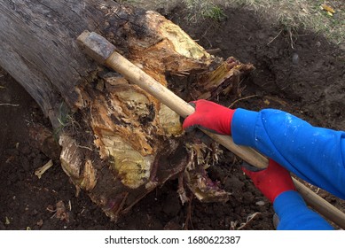 Forester Chopping Wood With An Axe. Cutting Down An Old Tree In The Garden.