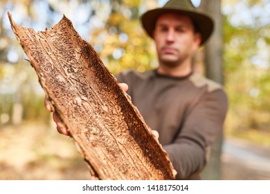 Forester or forest farmer shows tree bark with pest infestation in the forestry area