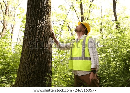 Forester in hard hat examining tree in forest