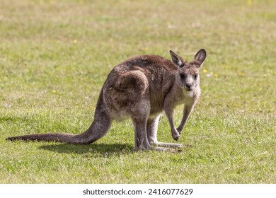 Forester kangaroo, Macropus giganteus, the largest marsupial in Tasmania, Australia.