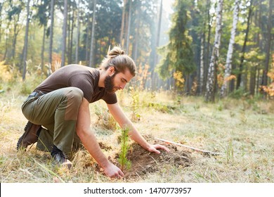 Forester at the pine tree plant for reforestation in the forest