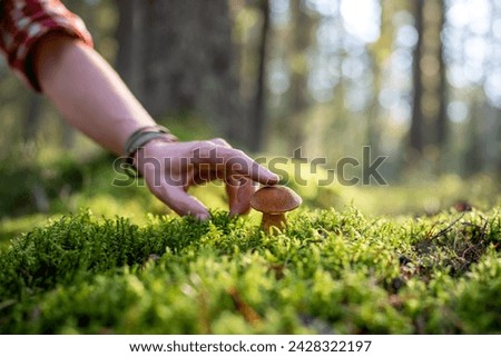Forester touches mushroom growing in thicket of juicy green moss with finger. Moss mushroom or Xerocomus attracts attention with solitude and bright brown cap. Morning forest shines in rays of sun