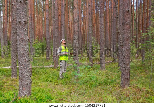 The forester works in the forest. Forest engineer\
measures the thickness of a tree. Forester in a white helmet and a\
yellow vest.