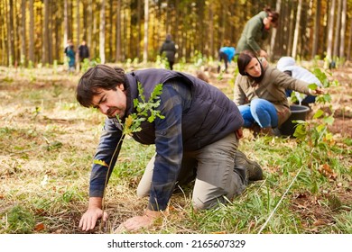 Foresters   volunteers planting trees in the forest as an environmental protection project