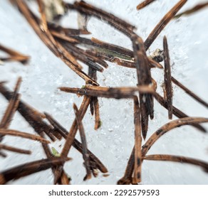 Forestery. Spruce needles and particles of bark on spring melted snow. Acerose background ultra macro - Powered by Shutterstock