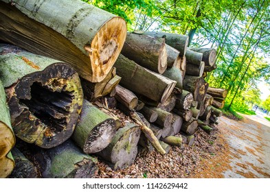 Forest,Greenary, Trees, STACK OF LOGS IN FOREST