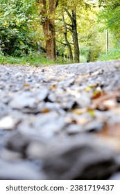 Forestpath Forest Path Nature Blurred Tree 