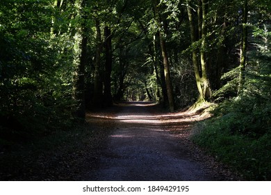 Forestry Commission Road Amongst Trees