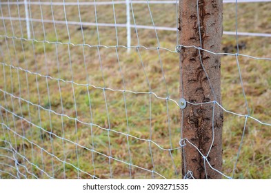 Forestry Fencing, Roughly Machined Poles On Which Wire Mesh Is Screwed. Cheap Galvanized Mesh Protects Against Deer And Hares. Items And Screws Fasten The Mesh