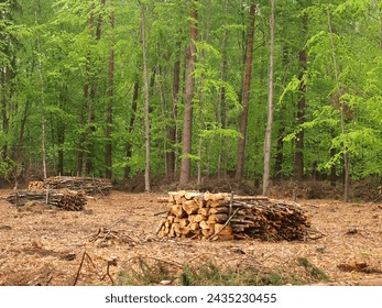 forestry, forest work, timber industry, timber harvesting, tree felling, forestry machinery, timber skidding, forest roads, timber removal, forest tractor, stacks, forest saws