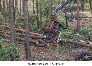 Forestry Harvester During A Job Among Trees In The Forest