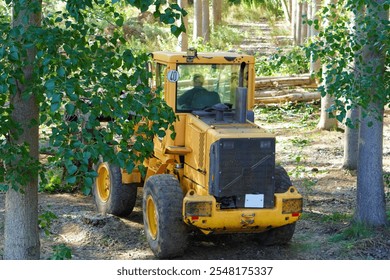 forestry industry. machine operator stacking logs cut during a logging operation.