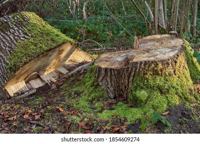 Forestry And Logging. Large Ash Tree Stump With Green Moss