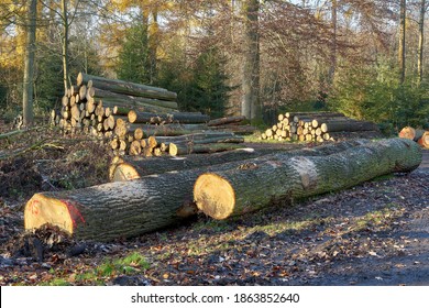 Forestry and logging. Oak logs in the foreground