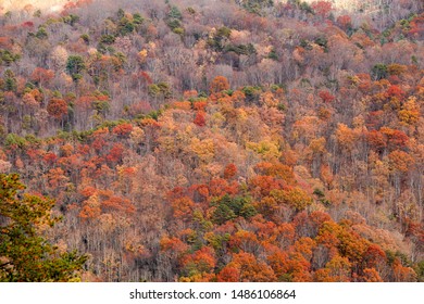 Forestry On A Mountain In The North Carolina Foothills