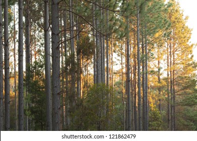 Forestry Plantation