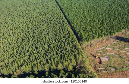 Forestry Plantation Aerials