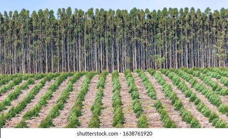 Forestry plantation of gum maturing and young new planted trees farming growing panoramic view landscape. - Powered by Shutterstock