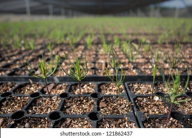 Forestry Plantation Propagation