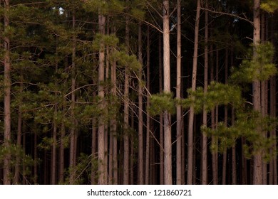 Forestry Plantations